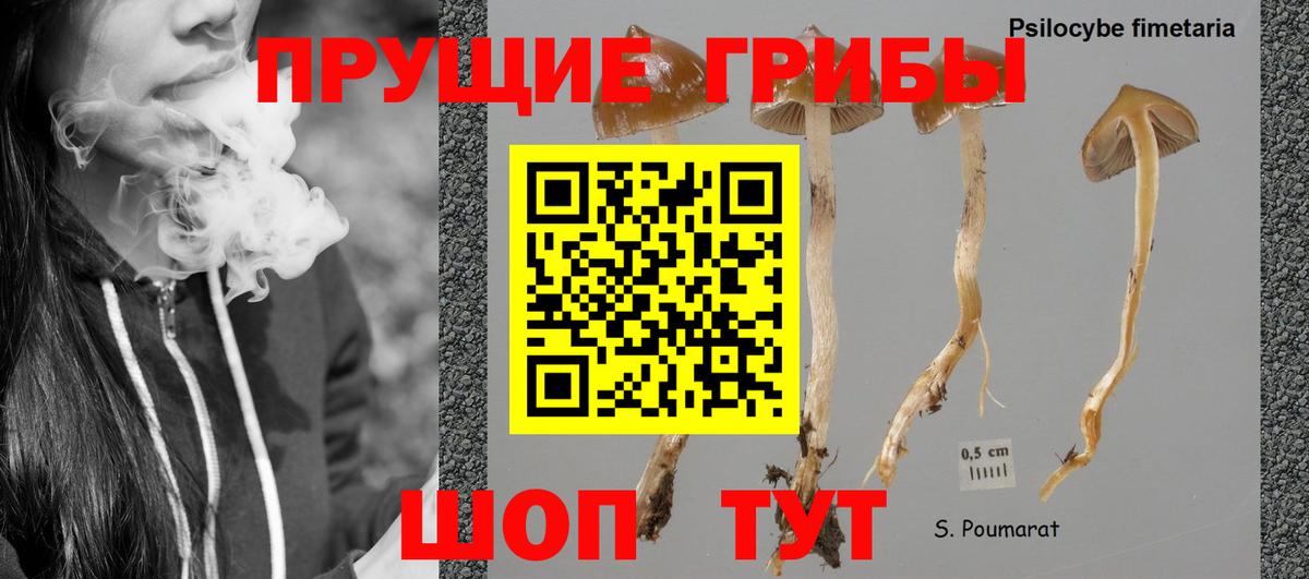 Галлюциногенные грибы Psilocybe  Вход с VPN  Димитровград 